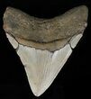 Megalodon Tooth - North Carolina #59067-1